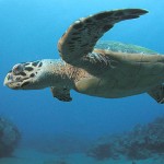 Majestic sea turtle