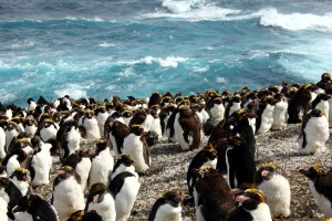 Rockhopper Penguins on Marion Island, Part of South Africa's Prince Edward Island chain. Photo courtesy of nhuafrica.com